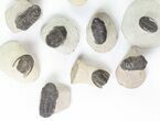 Lot: Small Assorted Devonian Trilobites - Pieces #76986-4